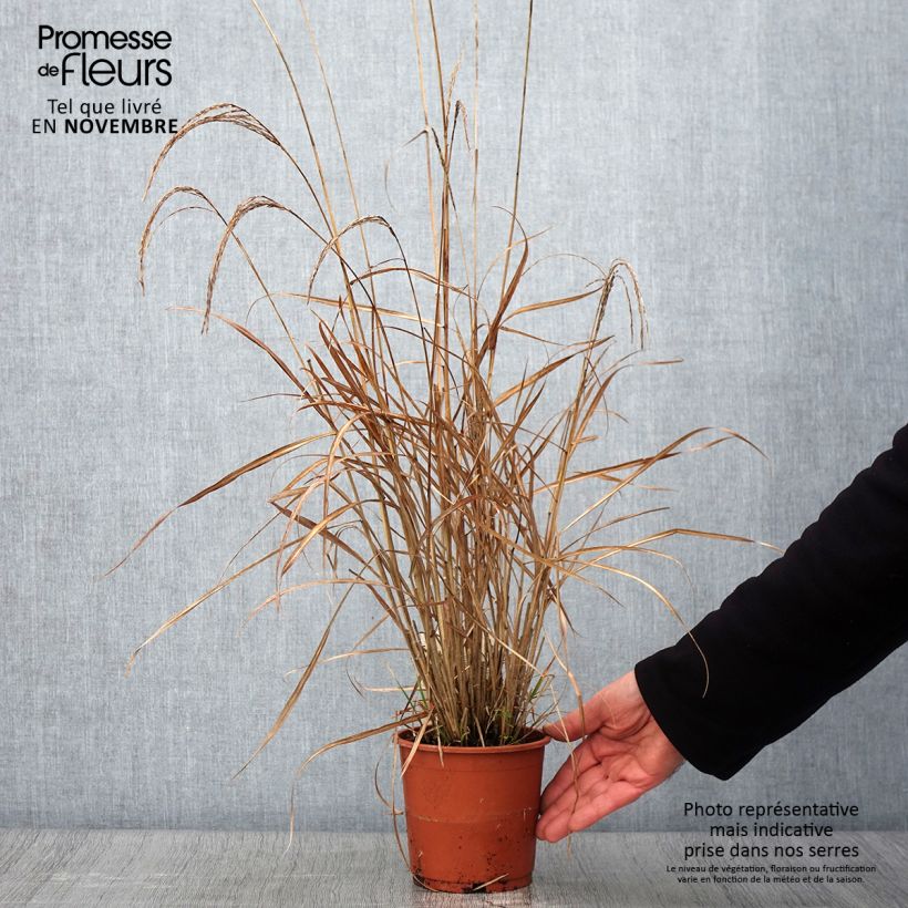 Example of Chinaschilf Kleine Silberspinne - Miscanthus sinensis Topf mit 1L/1,5L as you get in automne