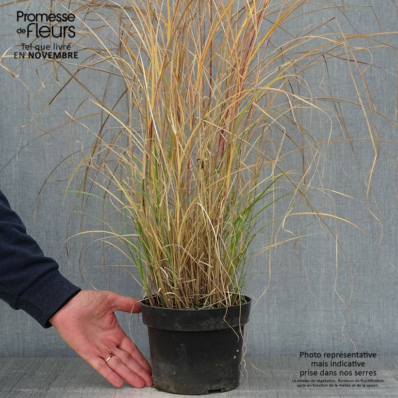 Example of Chinaschilf Kleine Silberspinne - Miscanthus sinensis Topf mit 4L/5L as you get in automne