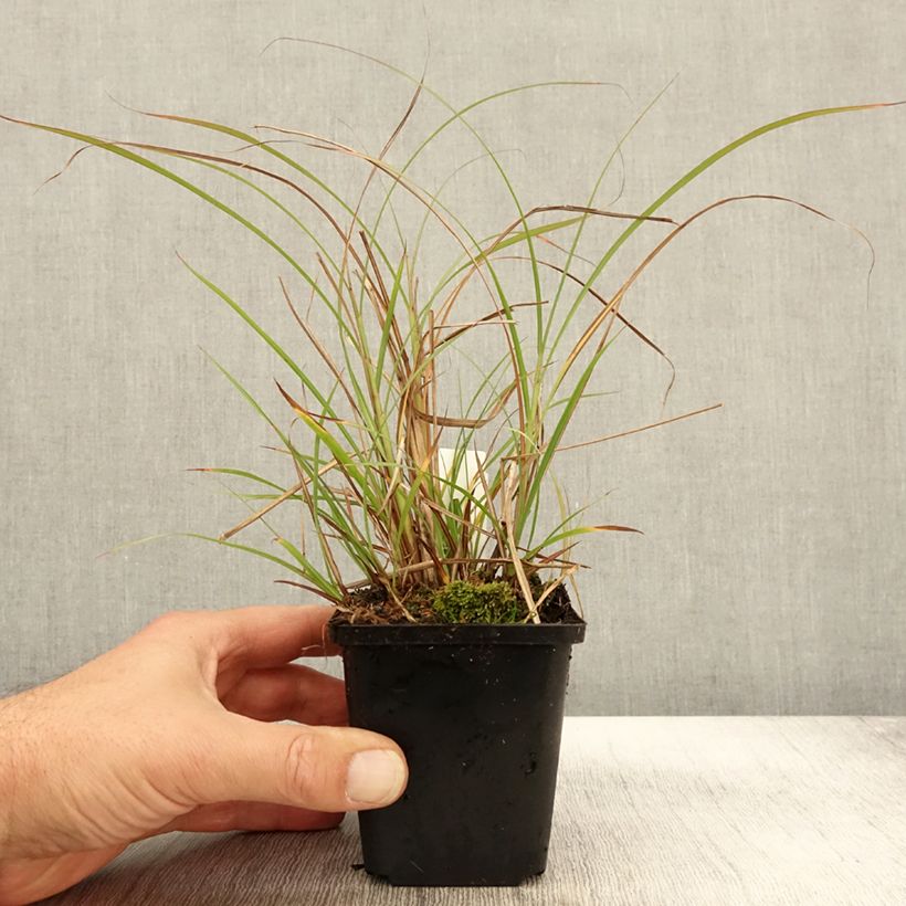 Example of Chinaschilf Krater - Miscanthus sinensis Kleine Töpfe von 8/9 cm as you get in automne