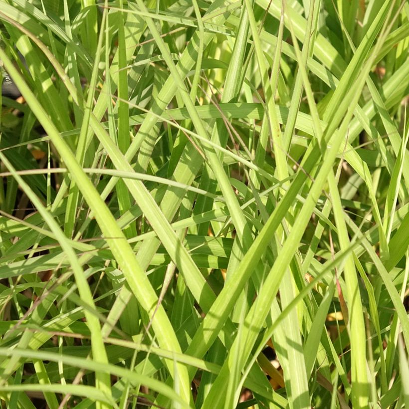Chinaschilf Krater - Miscanthus sinensis (Foliage)