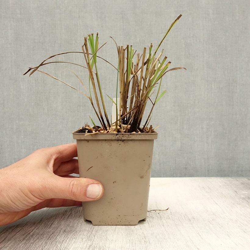 Example of Chinaschilf Little Miss - Miscanthus sinensis Kleine Töpfe von 8/9 cm as you get in automne