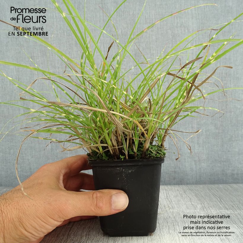 Example of Chinaschilf Little Zebra - Miscanthus sinensis Kleine Töpfe von 8/9 cm as you get in ete