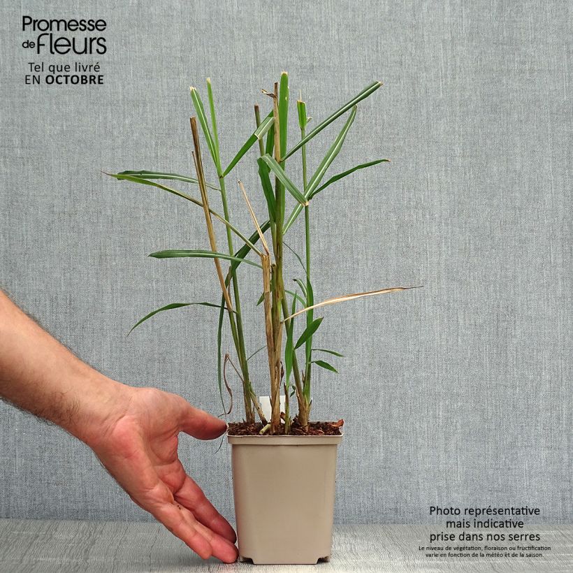 Example of Chinaschilf Malepartus - Miscanthus sinensis Kleine Töpfe von 8/9 cm as you get in automne
