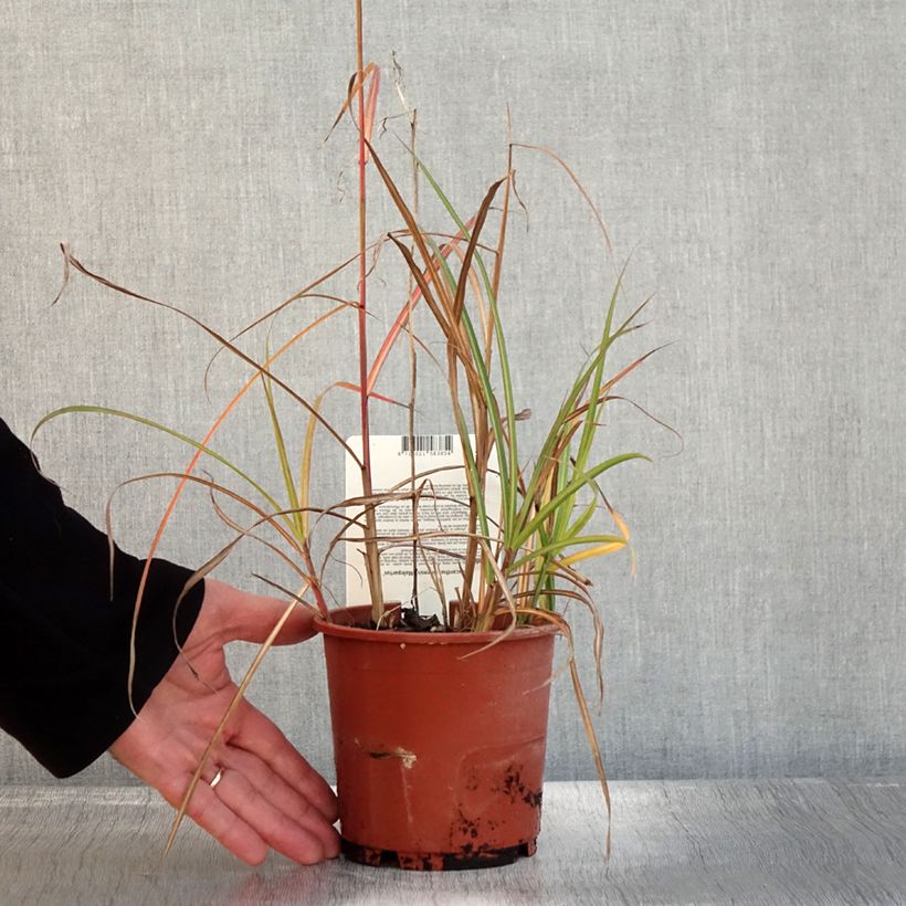 Example of Chinaschilf Malepartus - Miscanthus sinensis Topf mit 1L/1,5L as you get in automne