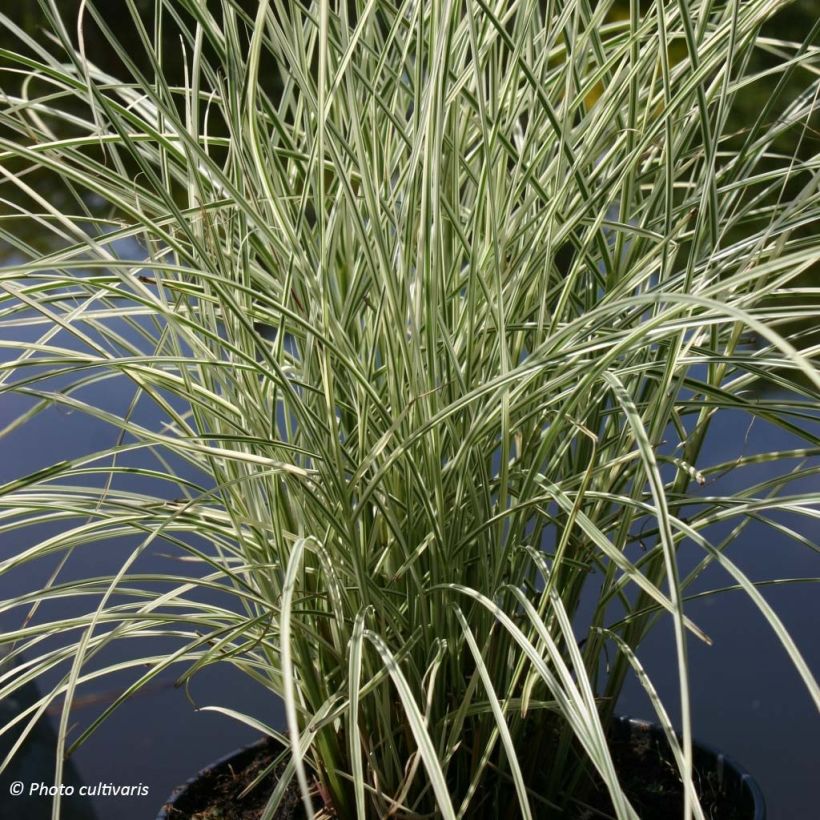 Chinaschilf Morning Bright - Miscanthus sinensis (Plant habit)