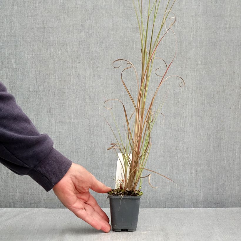 Exemplar von Chinaschilf Morning Bright - Miscanthus sinensis Kleine Töpfe von 8/9 cm wie im Herbst geliefert