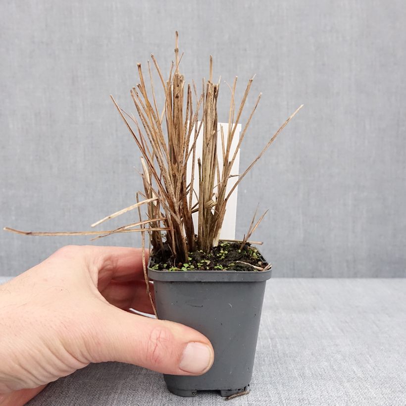 Example of Chinaschilf Morning Bright - Miscanthus sinensis Kleine Töpfe von 8/9 cm as you get in hiver