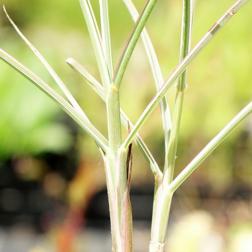 Chinaschilf Morning Bright - Miscanthus sinensis (Foliage)