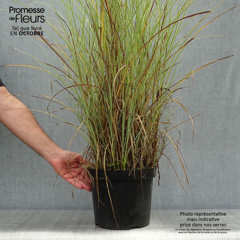 Example of Chinaschilf Morning Light - Miscanthus sinensis Topf mit 7,5L/10L as you get in automne