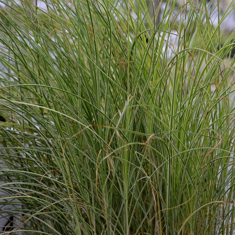 Chinaschilf Morning Light - Miscanthus sinensis (Foliage)