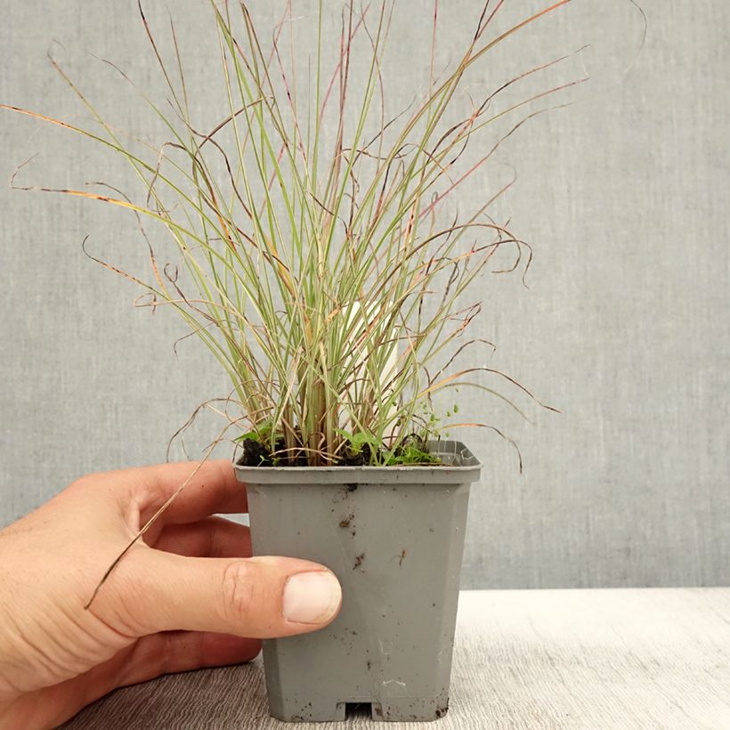Example of Chinaschilf Morning Light - Miscanthus sinensis Kleine Töpfe von 8/9 cm as you get in automne