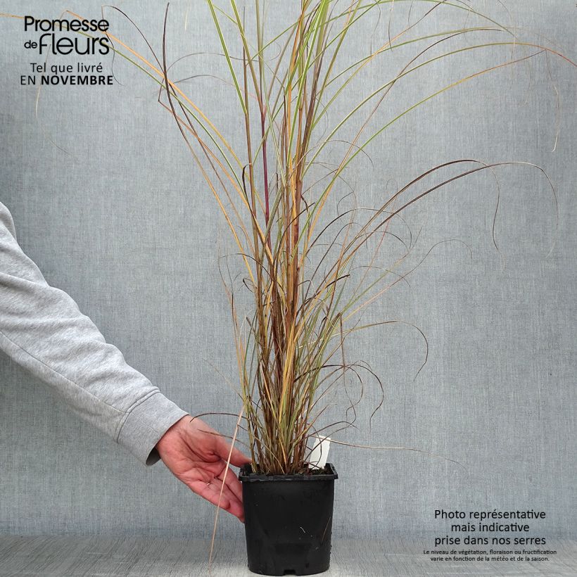 Example of Chinaschilf Morning Light - Miscanthus sinensis Topf mit 2L/3L as you get in automne