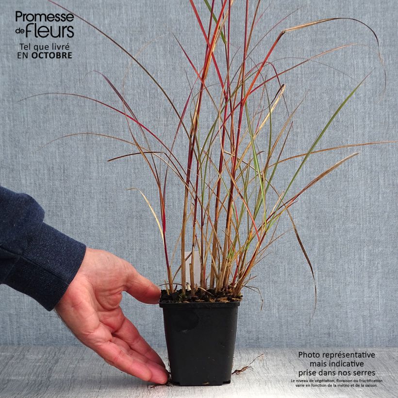 Example of Chinaschilf Nippon - Miscanthus sinensis Kleine Töpfe von 8/9 cm as you get in automne