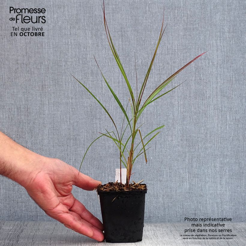 Example of Chinaschilf Purple Fall - Miscanthus sinensis Kleine Töpfe von 8/9 cm as you get in automne