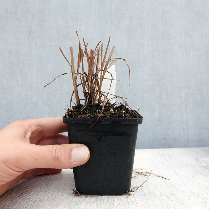 Example of Chinaschilf Purpurascens - Miscanthus sinensis Kleine Töpfe von 8/9 cm as you get in automne