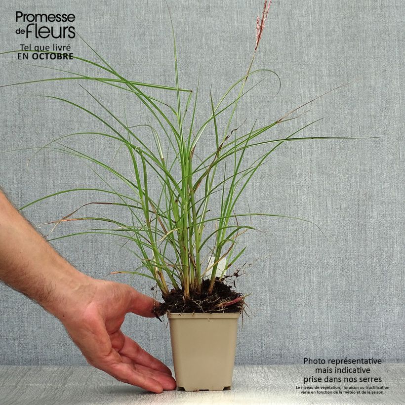 Example of Chinaschilf Red Chief - Miscanthus sinensis Kleine Töpfe von 8/9 cm as you get in automne