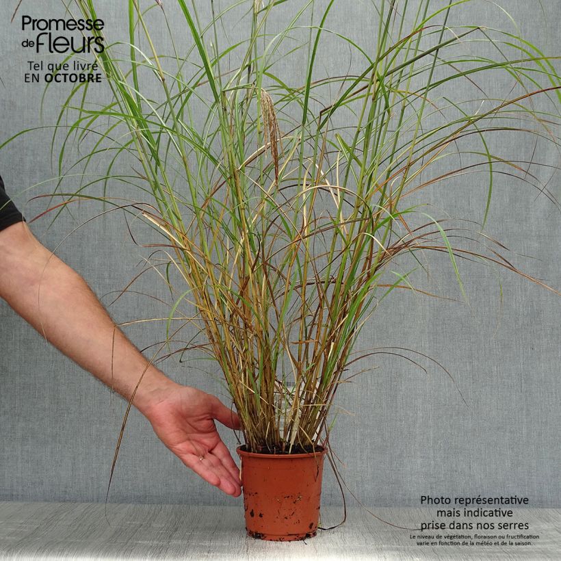 Example of Chinaschilf Red Chief - Miscanthus sinensis Topf mit 1,5L/2L as you get in automne