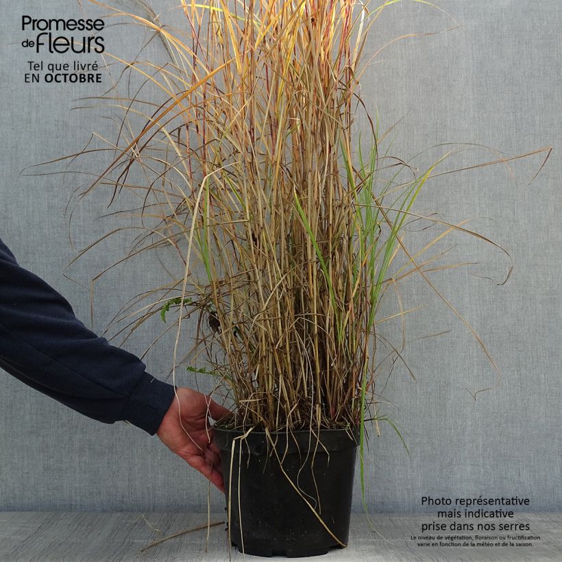 Example of Chinaschilf Red Chief - Miscanthus sinensis Topf mit 4L/5L as you get in automne