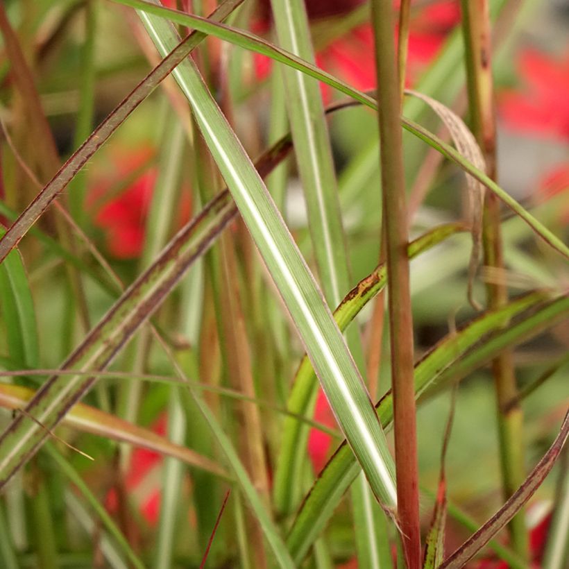 Chinaschilf Samurai - Miscanthus sinensis (Foliage)