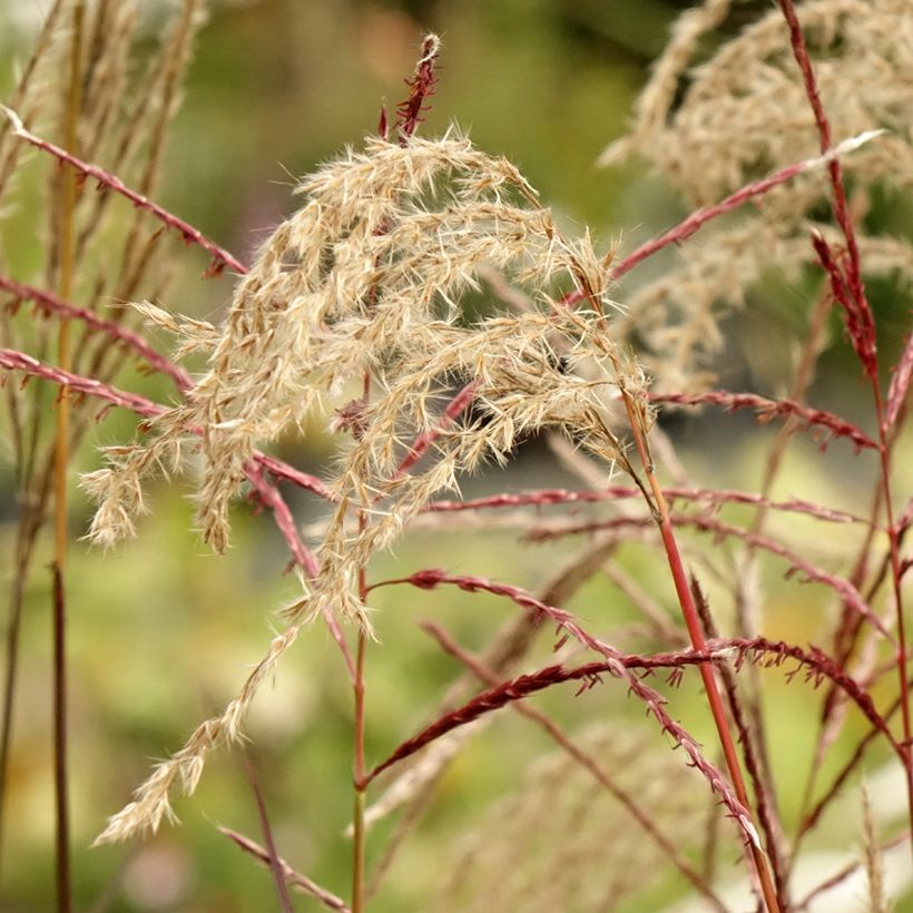 Chinaschilf Samurai - Miscanthus sinensis (Flowering)