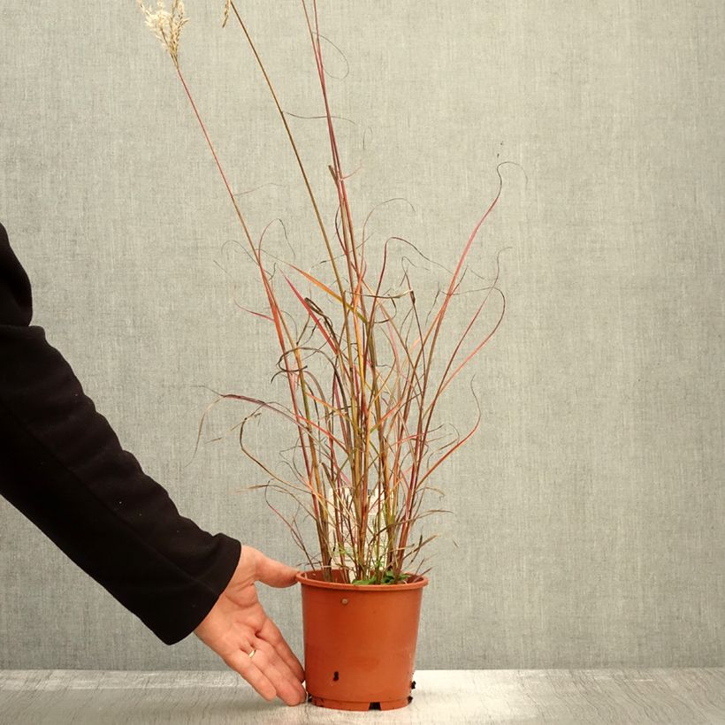 Example of Chinaschilf Samurai - Miscanthus sinensis Topf mit 1L/1,5L as you get in automne