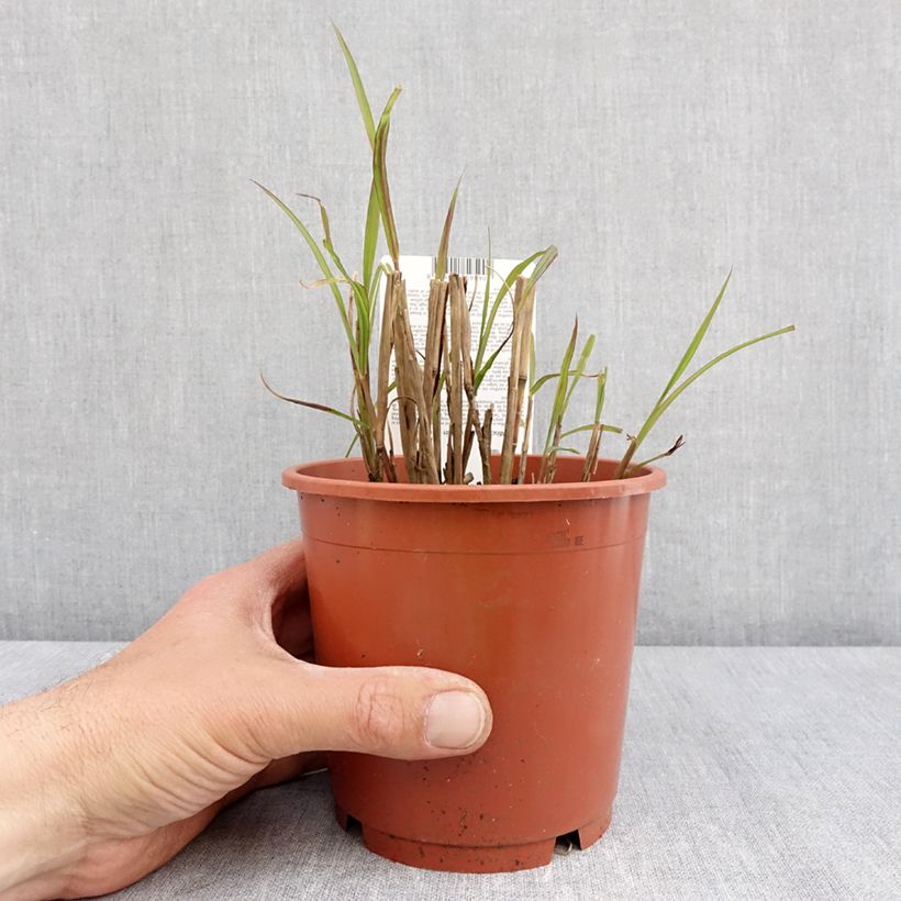 Exemplar von Chinaschilf Samurai - Miscanthus sinensis Topf mit 1L/1,5L wie im Frühjahr geliefert