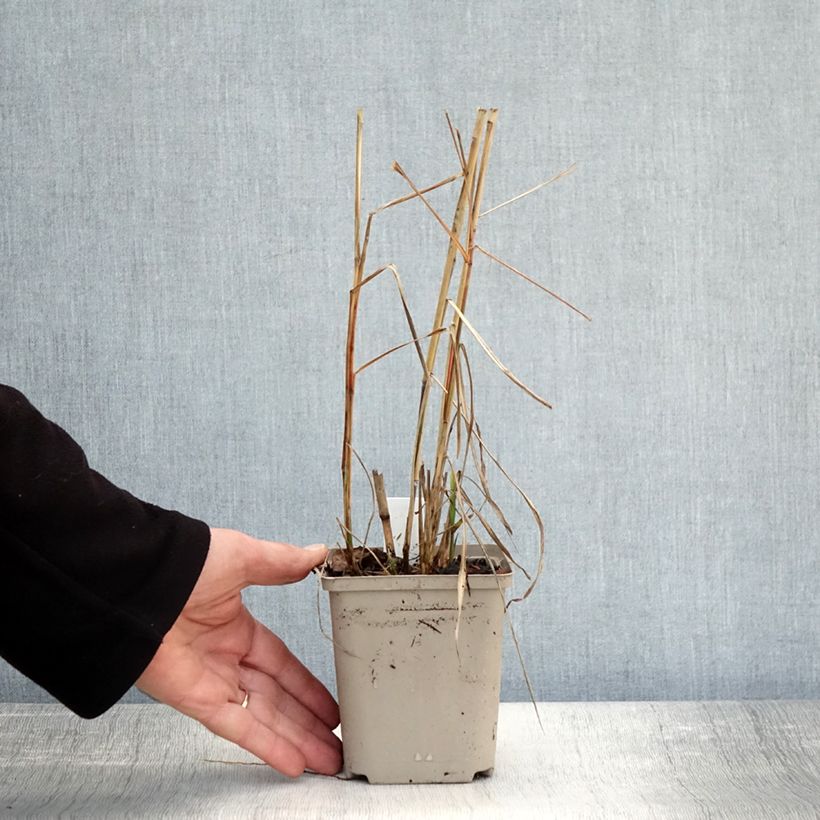 Example of Chinaschilf Sarabande - Miscanthus sinensis Kleine Töpfe von 8/9 cm as you get in automne
