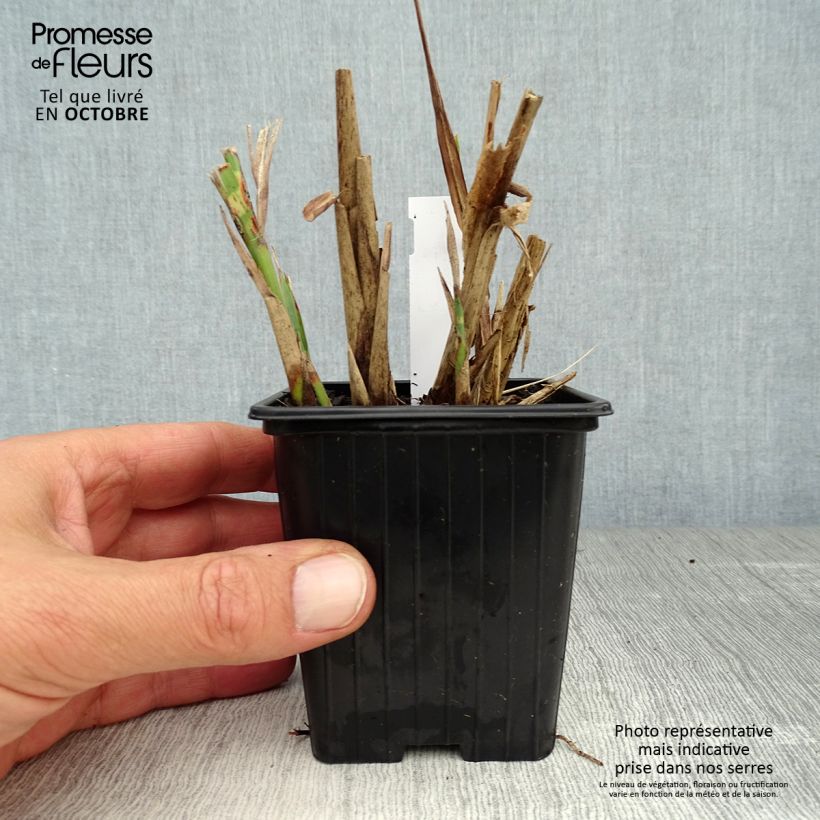 Example of Chinaschilf Sirene - Miscanthus sinensis Kleine Töpfe von 8/9 cm as you get in automne