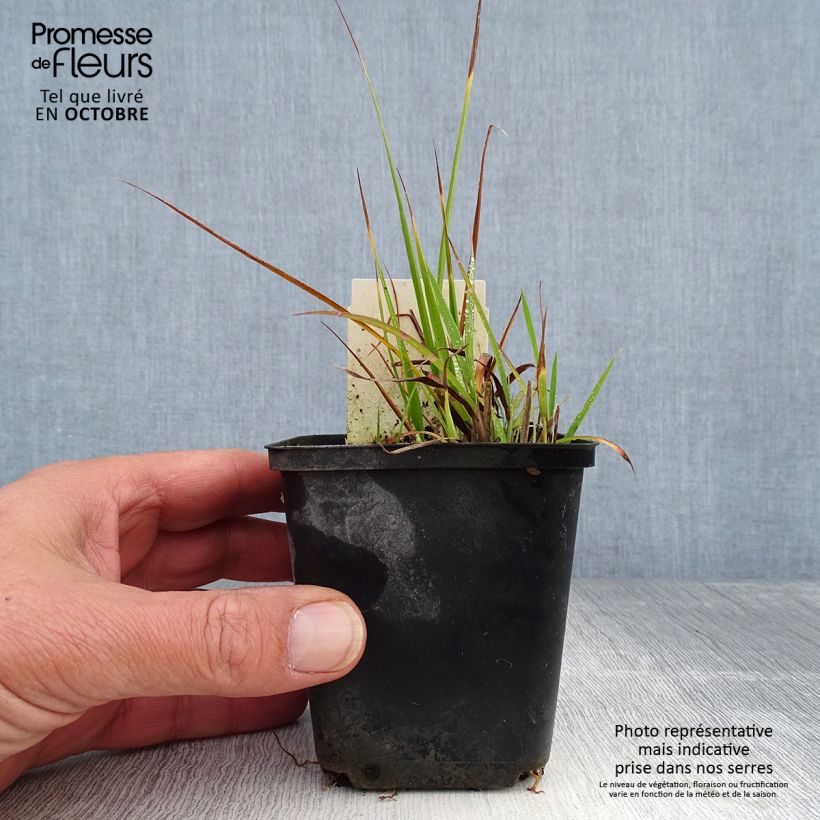 Example of Chinaschilf Strictus Dwarf - Miscanthus sinensis Kleine Töpfe von 8/9 cm as you get in automne
