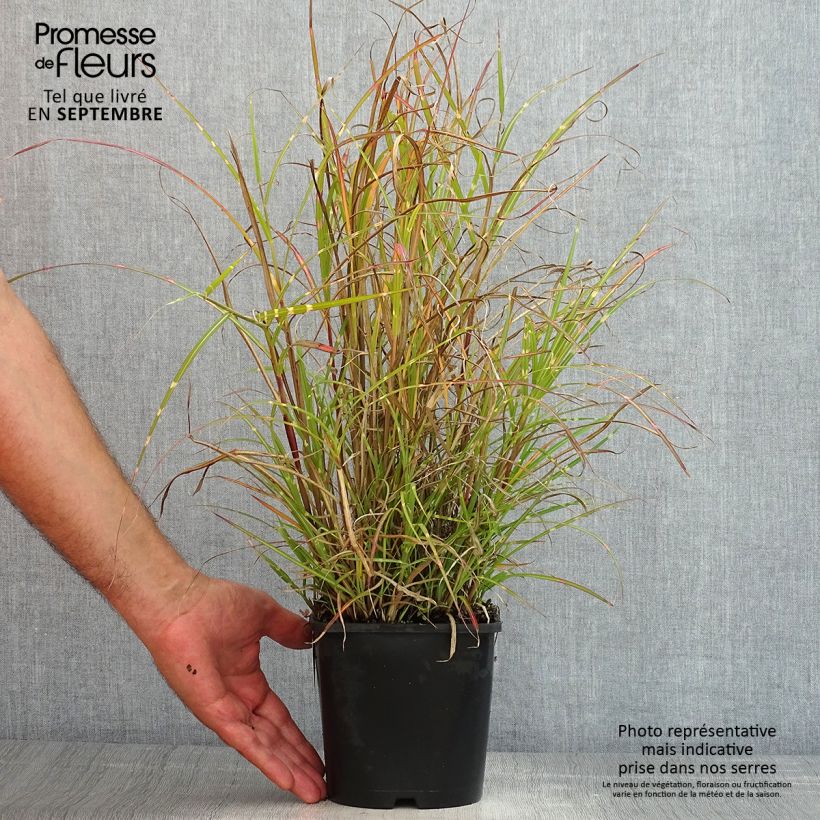 Example of Chinaschilf Strictus Dwarf - Miscanthus sinensis Topf mit 2L/3L as you get in ete