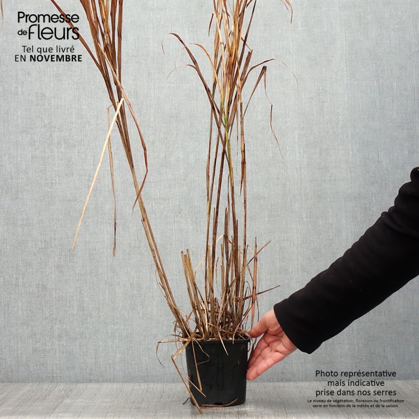 Example of Chinaschilf Strictus - Miscanthus sinensis Topf mit 2L/3L as you get in automne