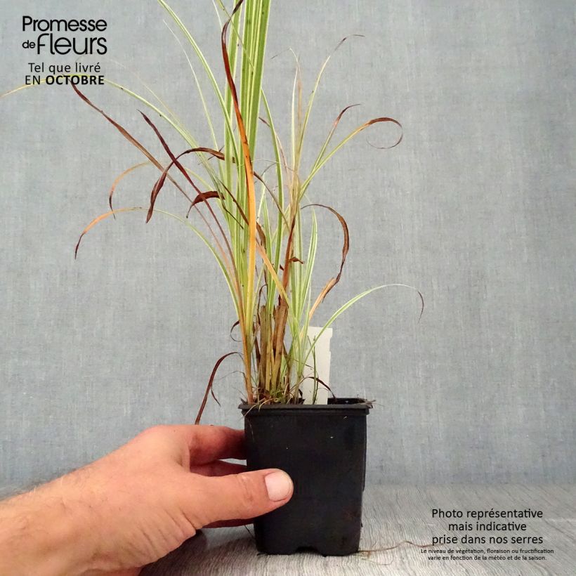 Example of Chinaschilf Variegatus - Miscanthus sinensis Kleine Töpfe von 8/9 cm as you get in automne