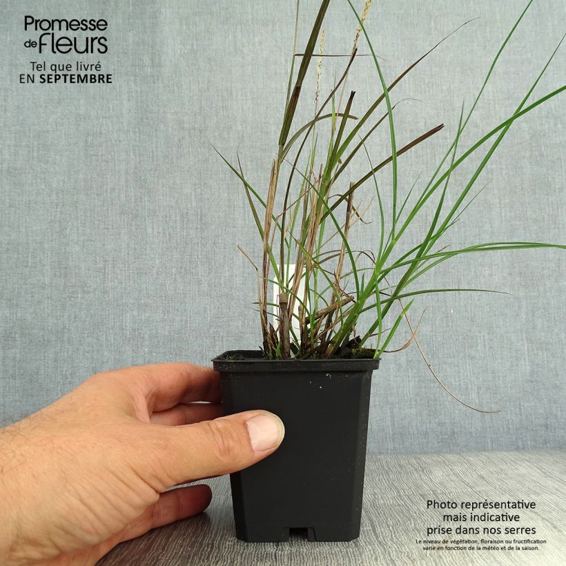 Example of Chinaschilf Yaku-Jima - Miscanthus sinensis Kleine Töpfe von 8/9 cm as you get in automne
