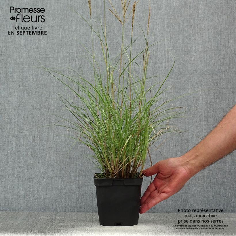 Example of Chinaschilf Yaku-Jima - Miscanthus sinensis Topf mit 2L/3L as you get in ete