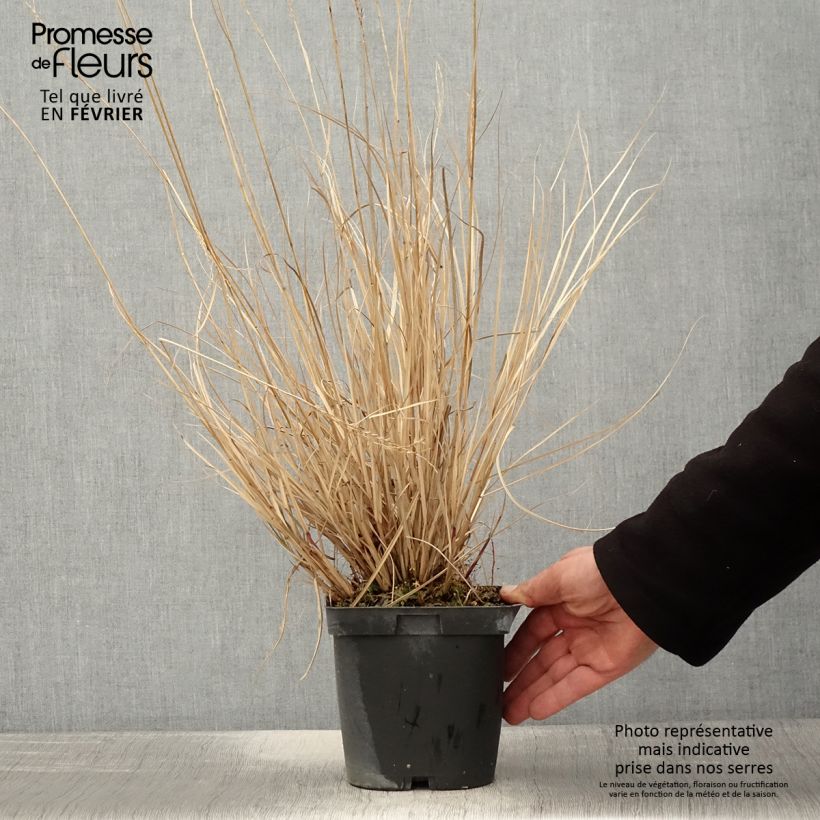 Exemplar von Chinaschilf Yaku-Jima - Miscanthus sinensis Topf mit 2L/3L wie im Winter geliefert