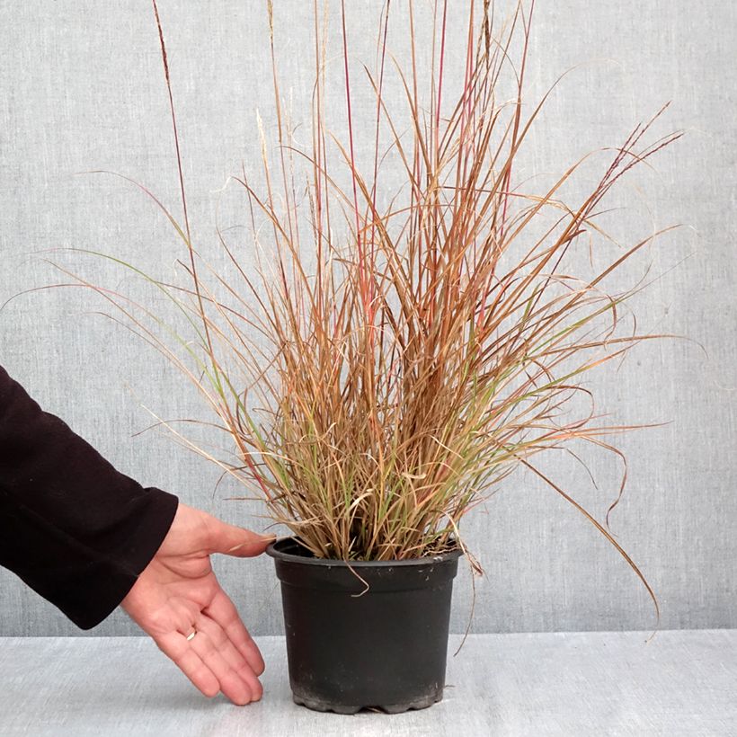Exemplar von Chinaschilf Yaku-Jima - Miscanthus sinensis Topf mit 2L/3L wie im Herbst geliefert