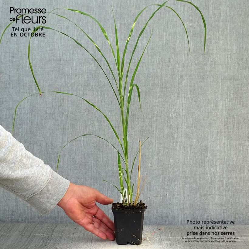 Example of Chinaschilf Zebrinus - Miscanthus sinensis Kleine Töpfe von 8/9 cm as you get in automne