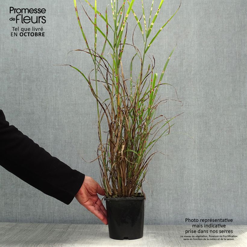 Example of Chinaschilf Zebrinus - Miscanthus sinensis Topf mit 2L/3L as you get in automne