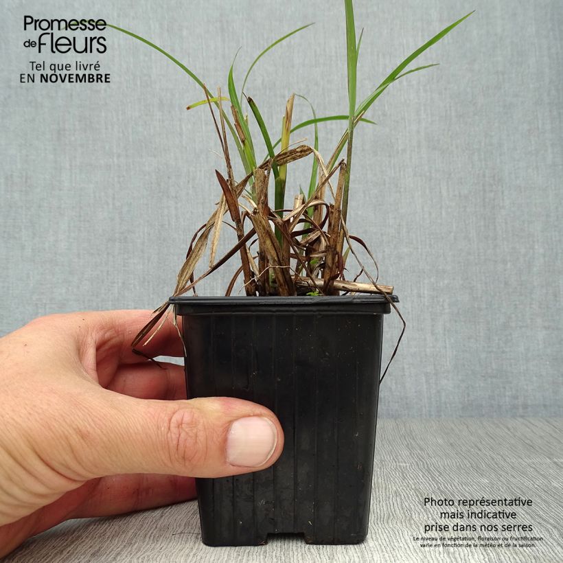 Example of Chinaschilf - Miscanthus transmorrisonensis Kleine Töpfe von 8/9 cm as you get in automne