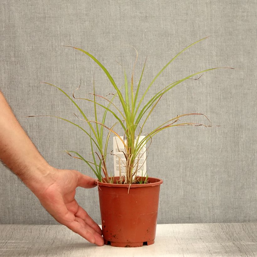 Example of Chinaschilf - Miscanthus transmorrisonensis Topf mit 1L/1,5L as you get in ete