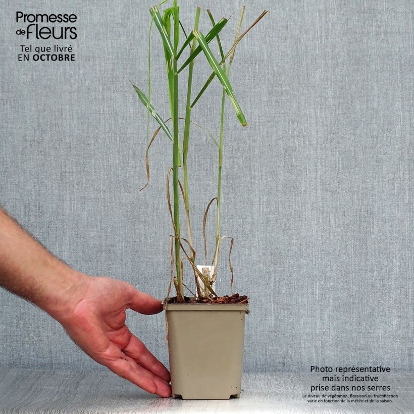 Example of Riesen-Chinaschilf Alligator - Miscanthus giganteus Topf 10 cm/11cm as you get in automne