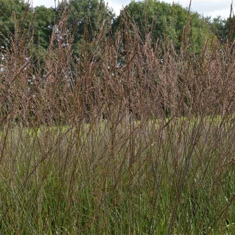 Molinia caerulea subsp. arundinacea Karl Foerster - Rohr-Pfeifengras (Flowering)