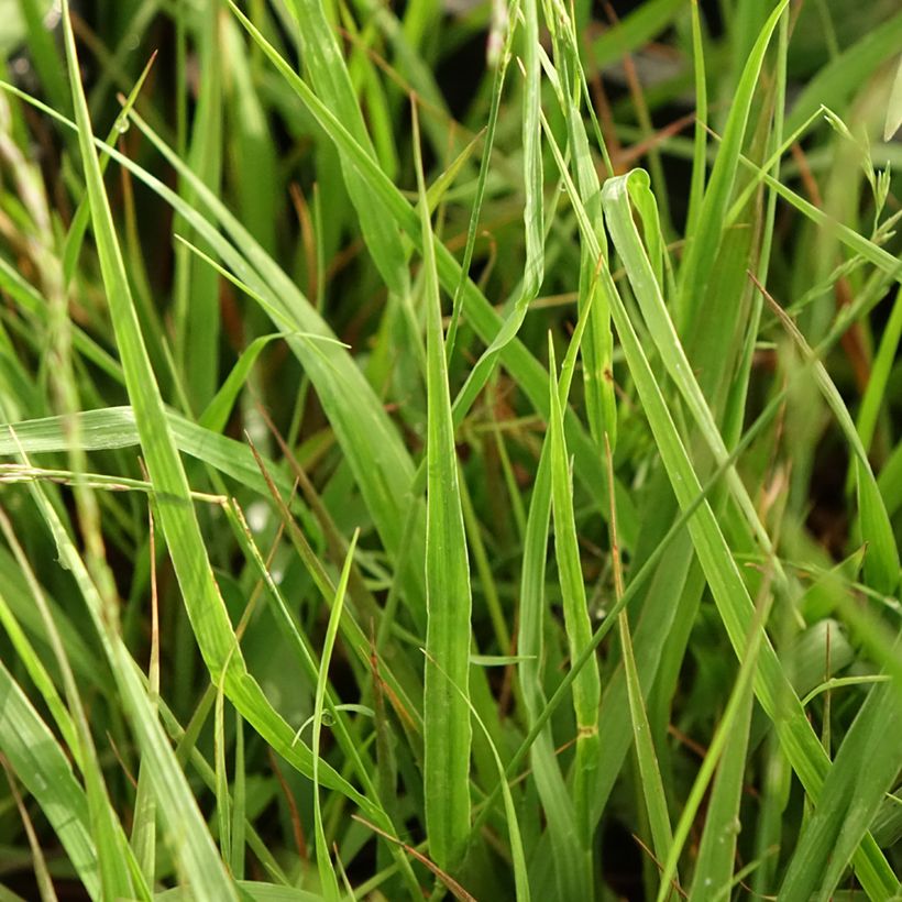 Molinia caerulea subsp. arundinacea Karl Foerster - Rohr-Pfeifengras (Foliage)