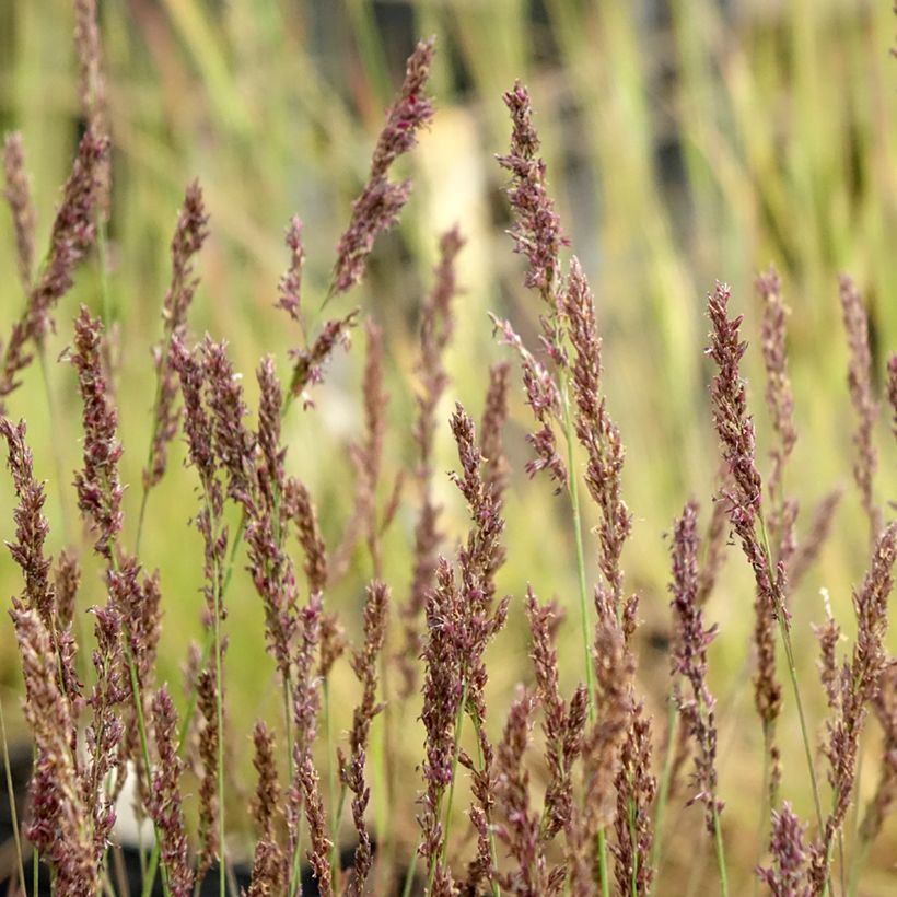 Molinia caerulea Heidezwerg - Blaue Pfeifengras (Flowering)