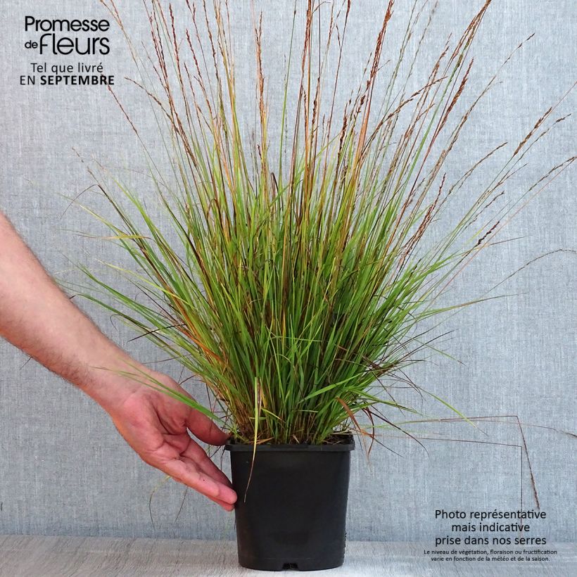 Example of Molinia caerulea Heidezwerg - Blaue Pfeifengras Topf mit 2L/3L as you get in ete