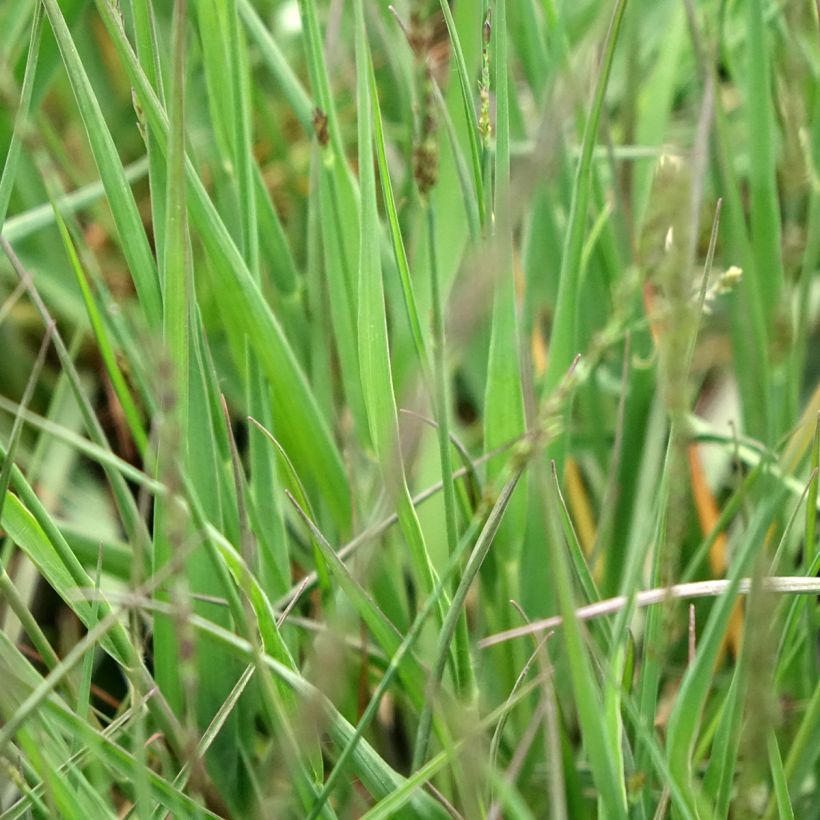 Molinia caerulea Moorflamme - Blaue Pfeifengras (Foliage)