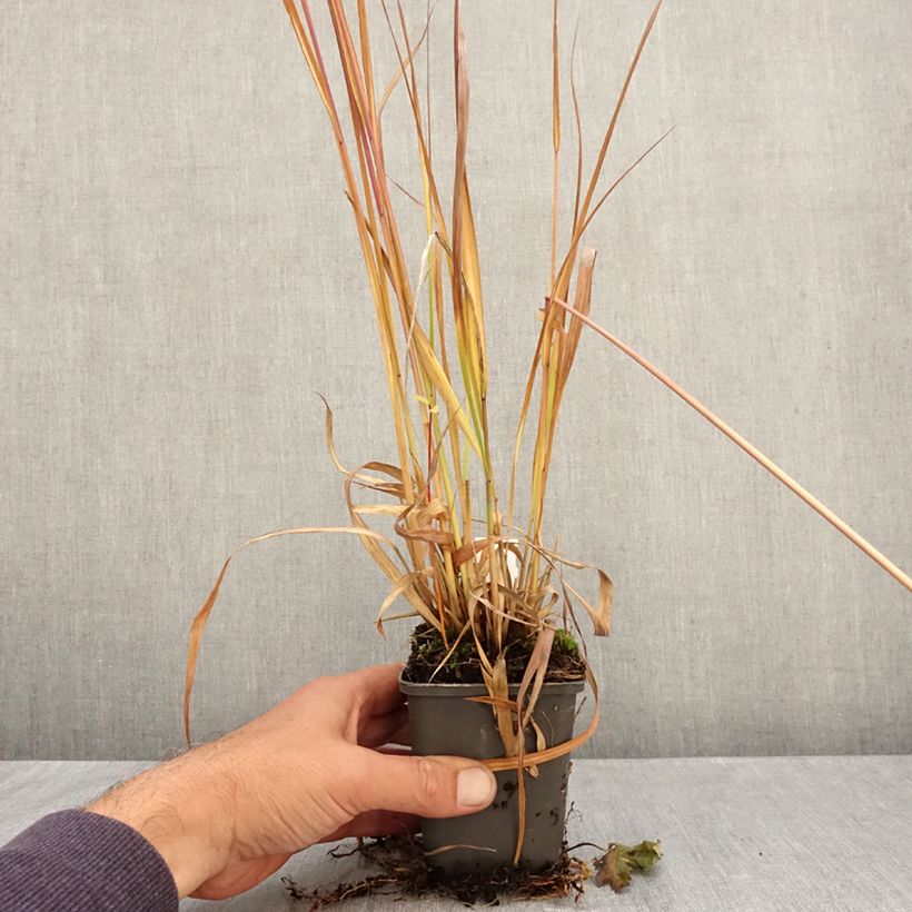 Exemplar von Molinia caerulea subsp. arundinacea Fontäne - Rohr-Pfeifengras Kleine Töpfe von 8/9 cm wie im Herbst geliefert