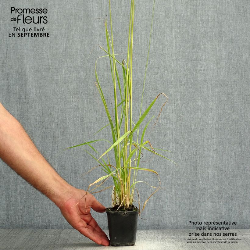 Example of Molinia caerulea subsp. arundinacea Fontäne - Rohr-Pfeifengras Kleine Töpfe von 8/9 cm as you get in ete