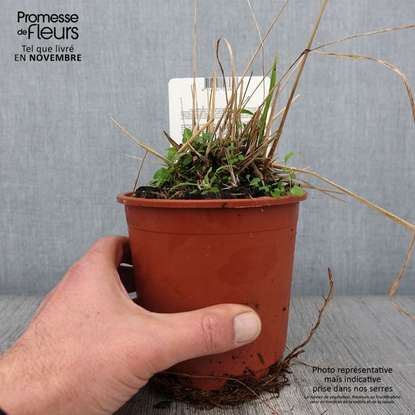 Example of Molinia caerulea subsp. arundinacea Fontäne - Rohr-Pfeifengras Topf mit 1L/1,5L as you get in automne