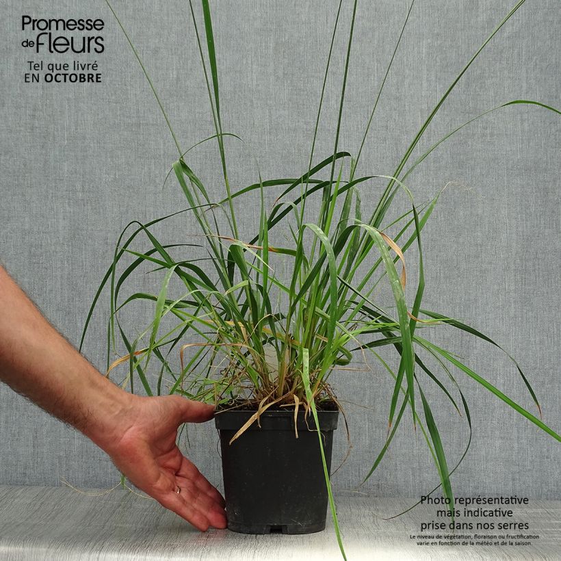 Example of Molinia caerulea subsp. arundinacea Skyracer - Rohr-Pfeifengras Topf mit 2L/3L as you get in automne